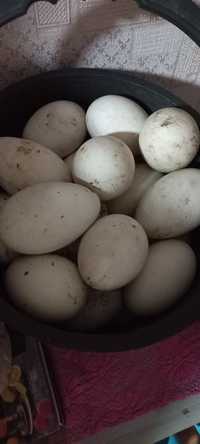 Продам гусиные яйца(домашние) для инкубатора.