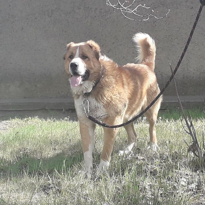 Вязка Алабай кабель