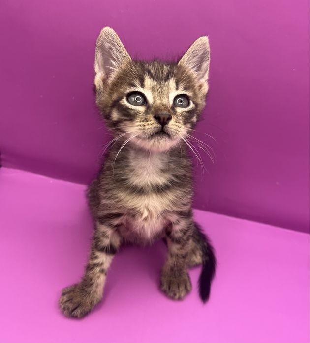 Женско коте търси дом