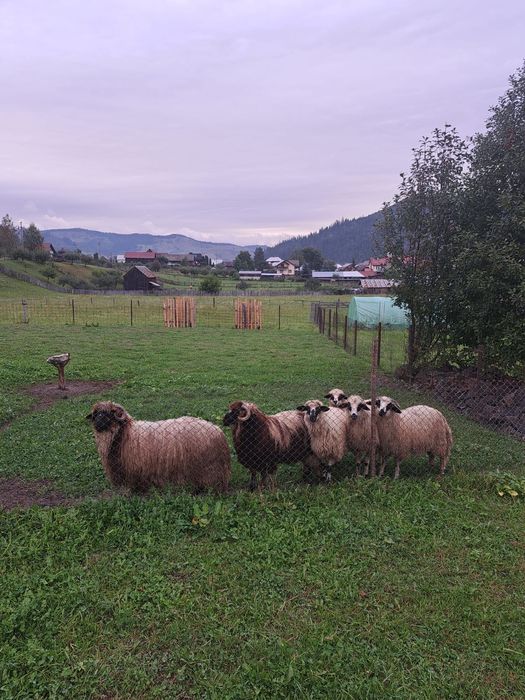 Vand 6 cârlani și o oaie