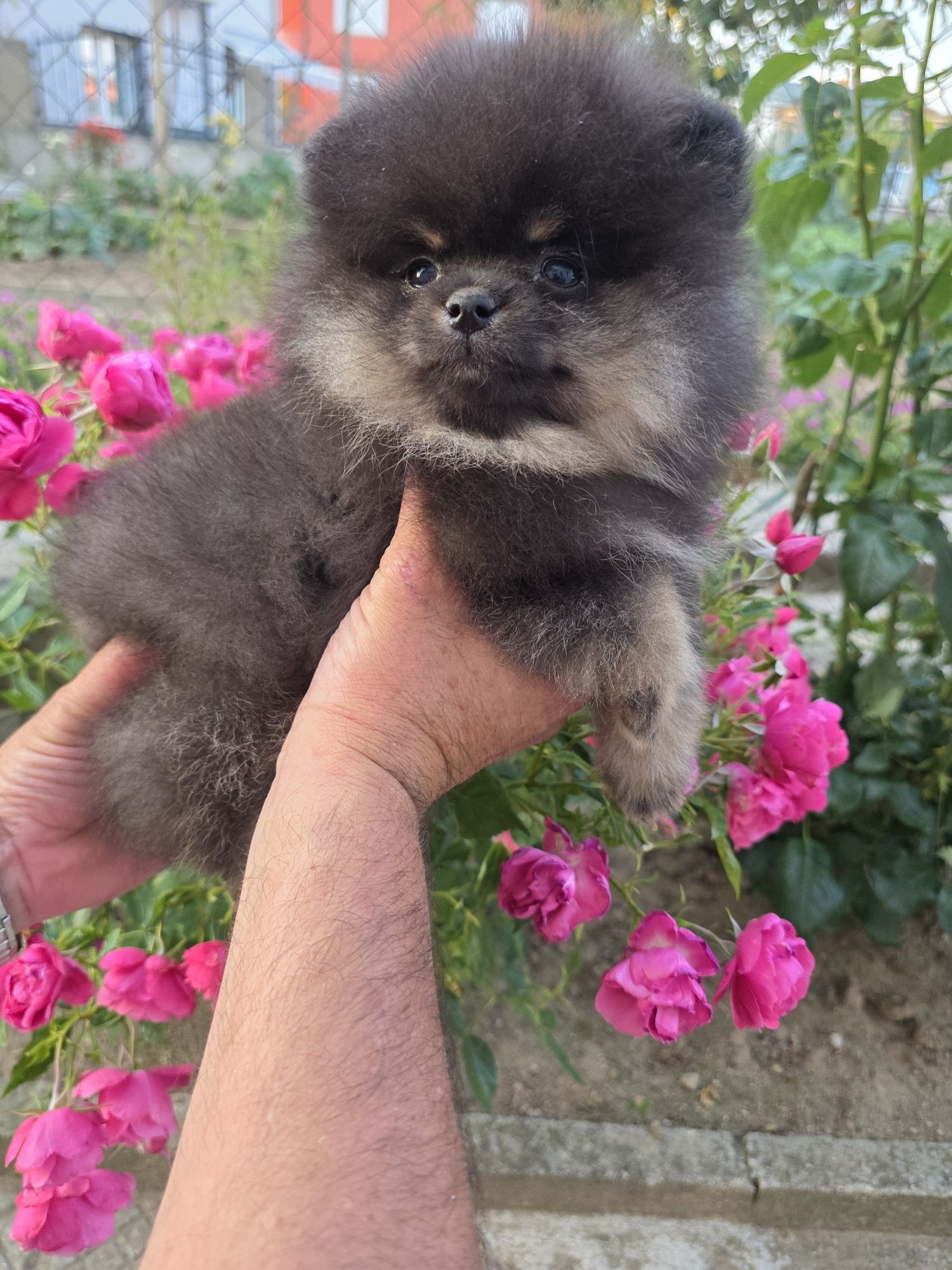 Померан,померанче мини момченце!
