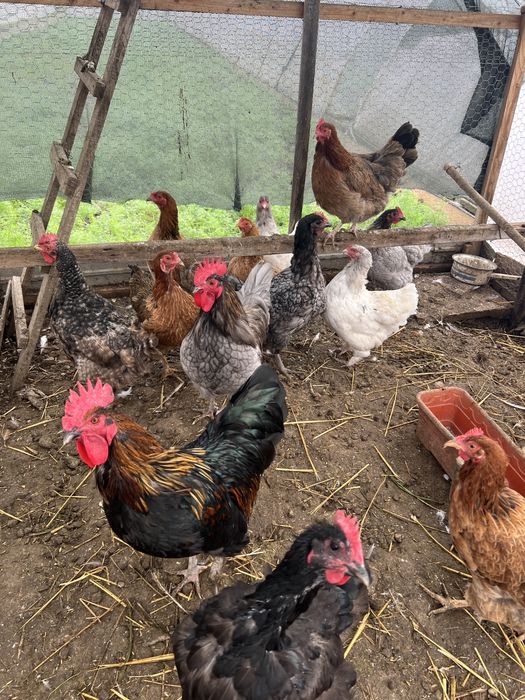 Vand gaini rasa mixta