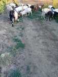Capre de vânzare și un vițel de 6 luni negociabil