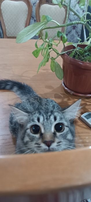 Мушук сибирский пародали