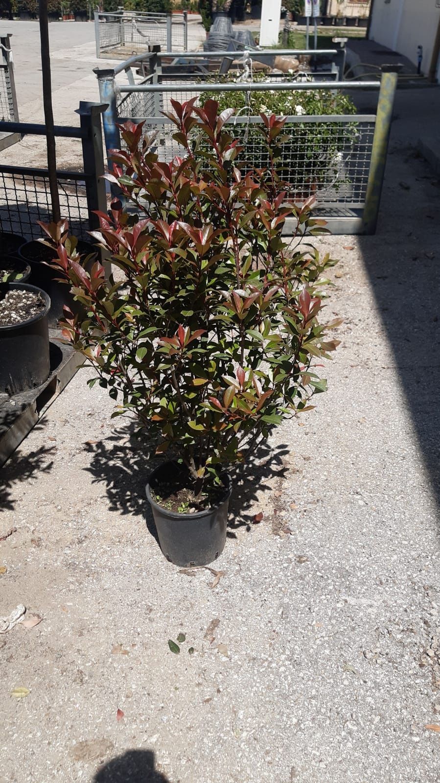 Fotinia Red (photinia)