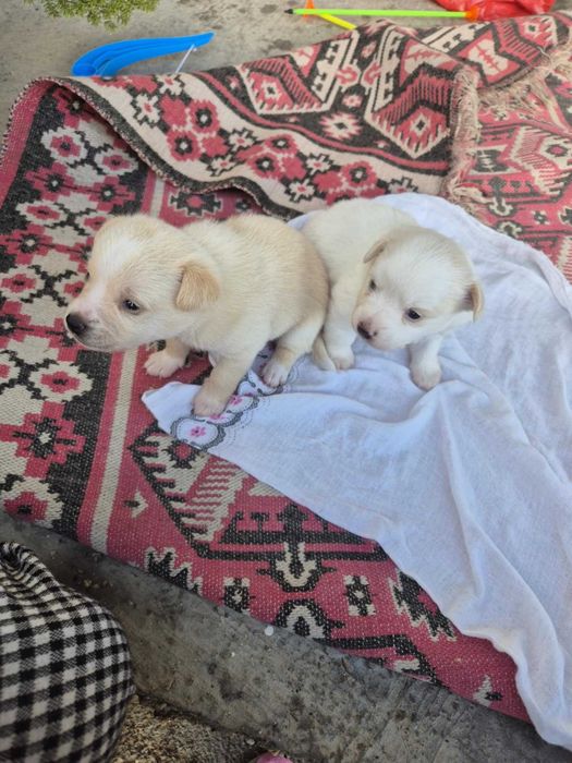 Померан Шпиц – Предлагам Кученца