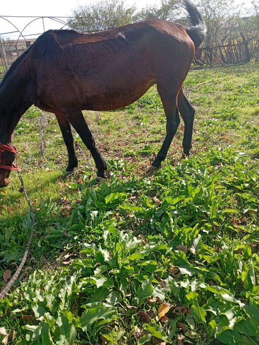 Vând iapă cuminte și buna de căruță