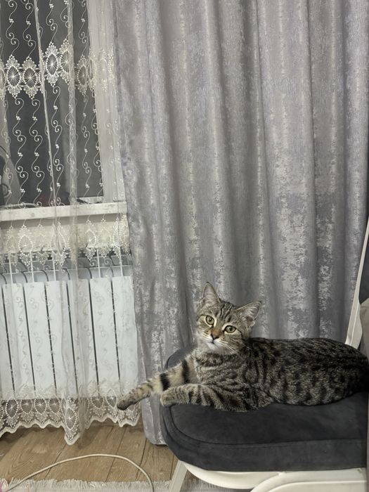Отдам кошку бесплатно