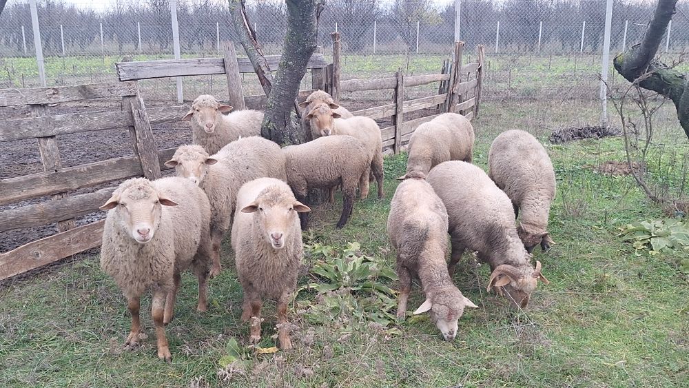 Berbeci miori si carlani de vanzare