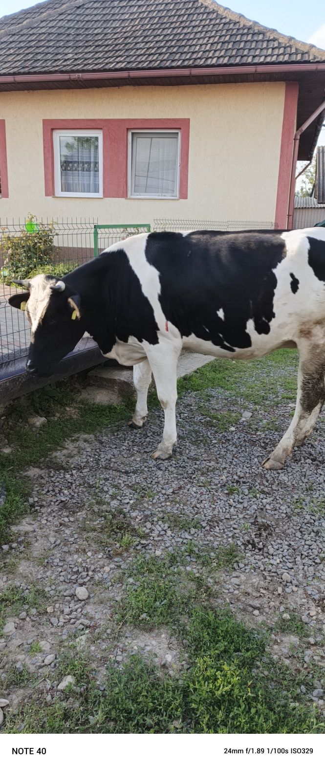 Vaca , jurinca gestanta luna a 8