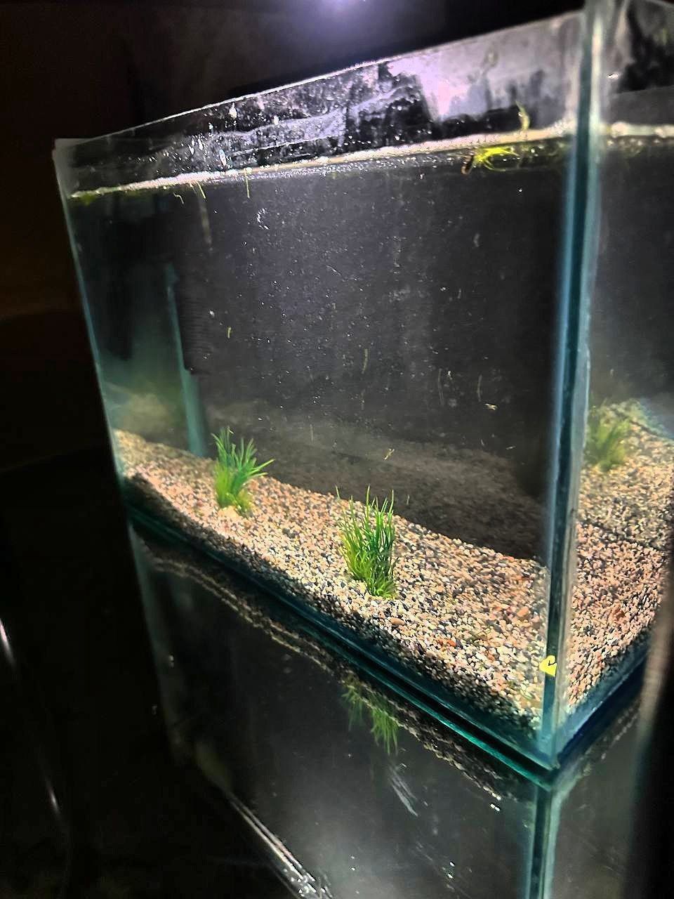 akvarium sotiladi