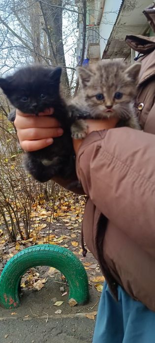 Котята в добрые руки.