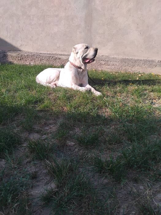 Алабай вязка чистокровный