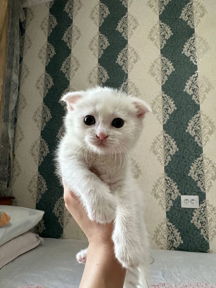 Кошки Скоттиш Фолд чистая порода