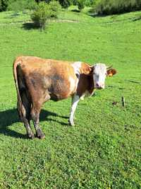 Vaca baltata Românească