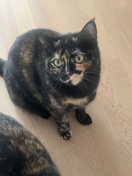 кошечка Манга 1,5 годика