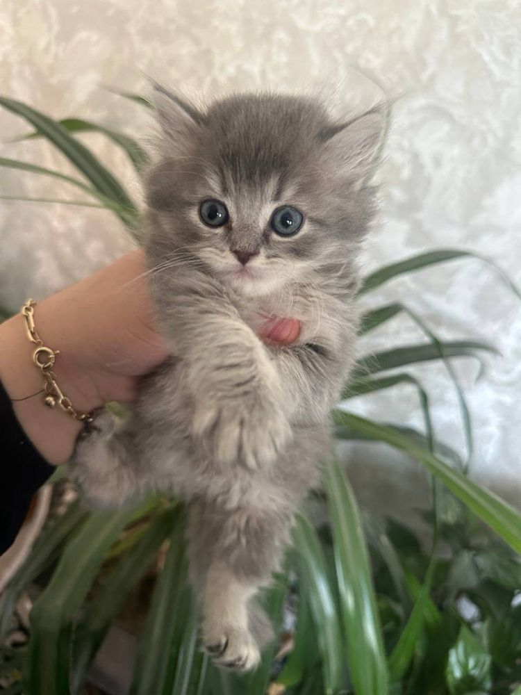 Котята  шиншила хейланд