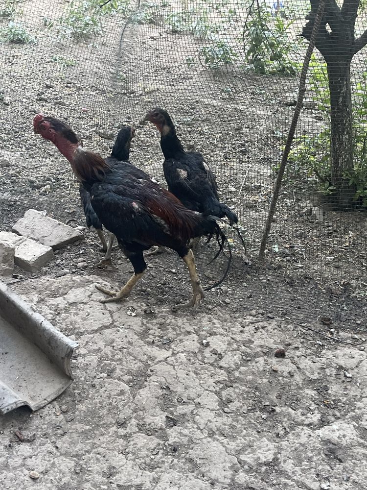 Dakan xoroz sotiladi bitada xamasi