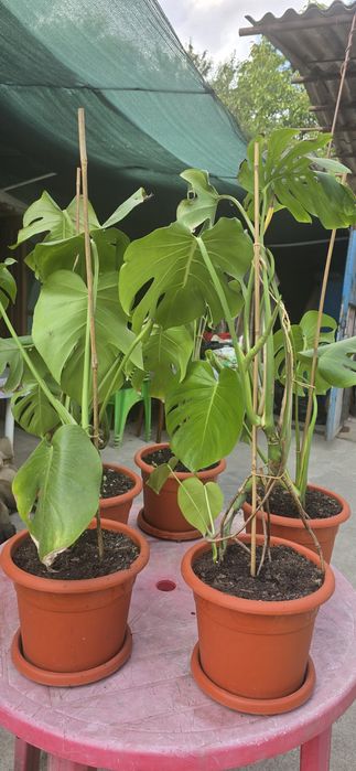 De vânzare monstera deliciosa
