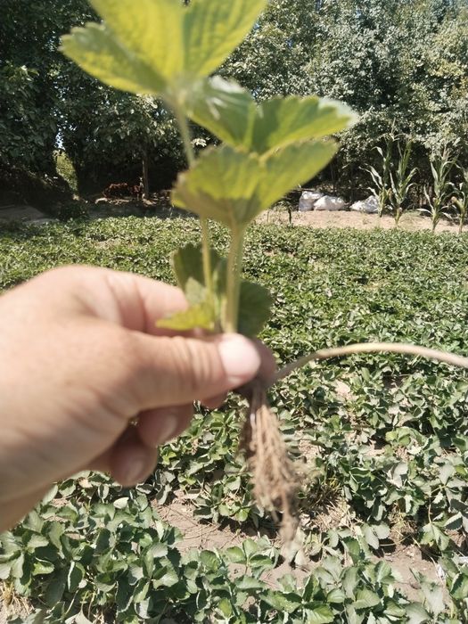 Alba , Kler koʻchatlari bor  kelishilgan narxlarda