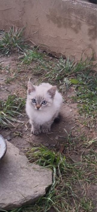 Donatie pisicute