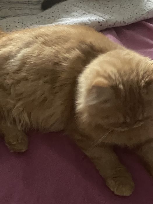 Persana dollface superb motanel