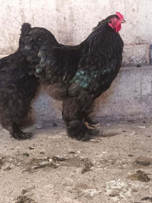 Disponibilă pereche brahma negru