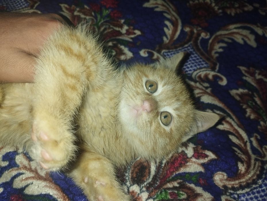 Mushuk Garfilddek rangda tekin