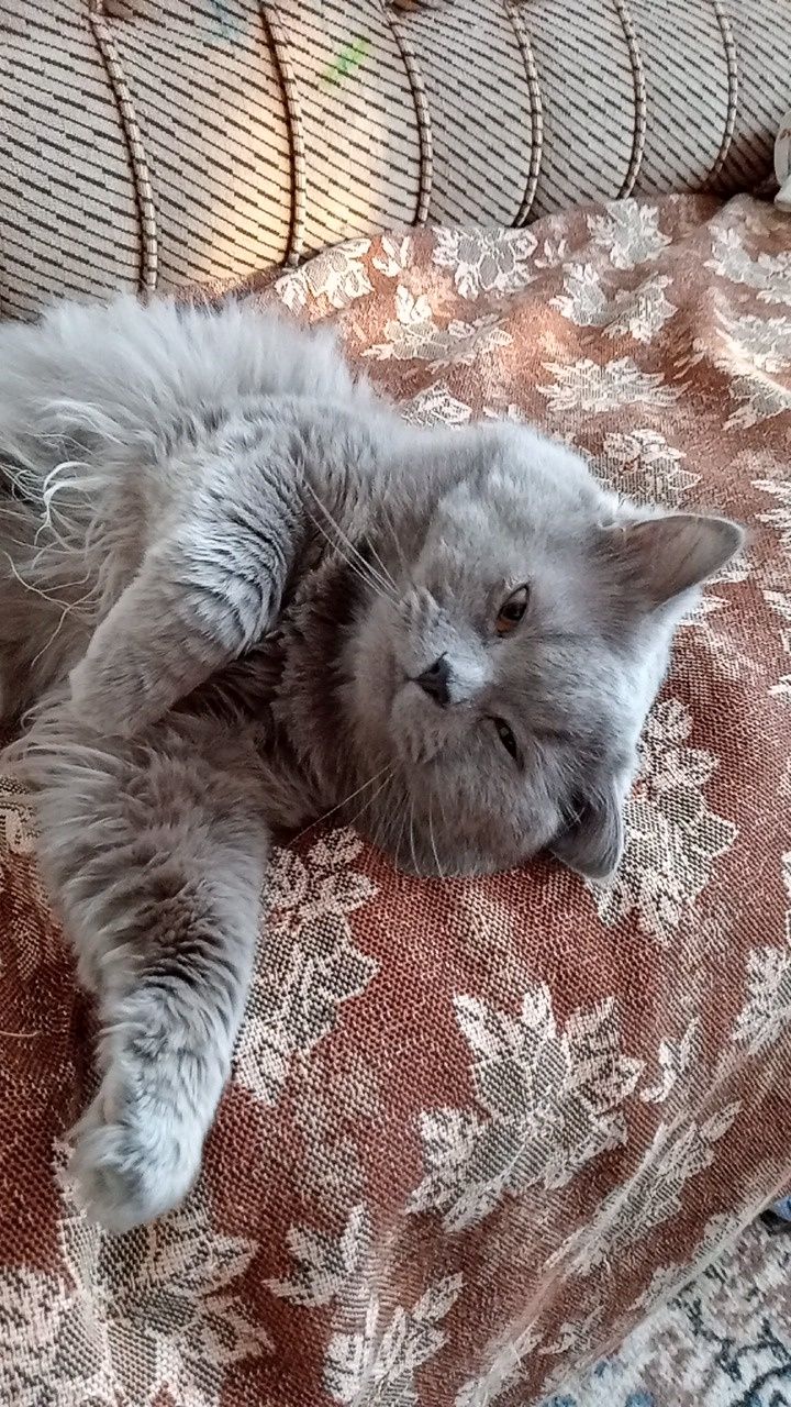 Вязка кот хайленд Страйт