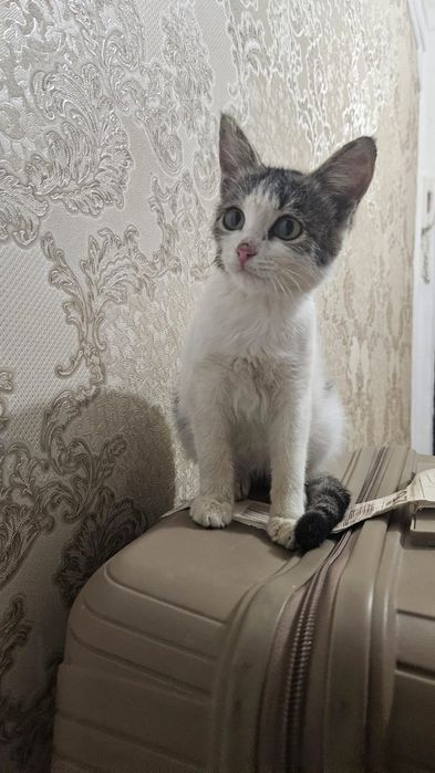 Котенок в добрые руки