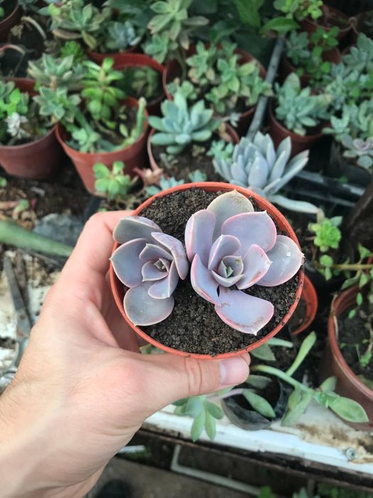 Суккуленты оптом цена