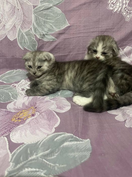 Шотланский веслохий котчта