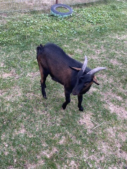 Vând un țap și un miel
