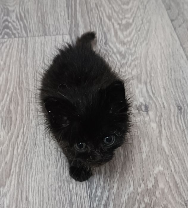 Отдам котенка в добрые ручки