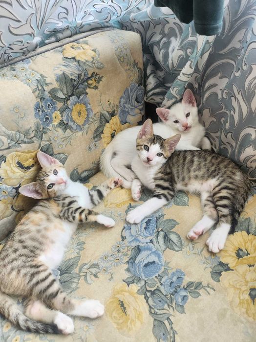 Бенгало Сфински котки