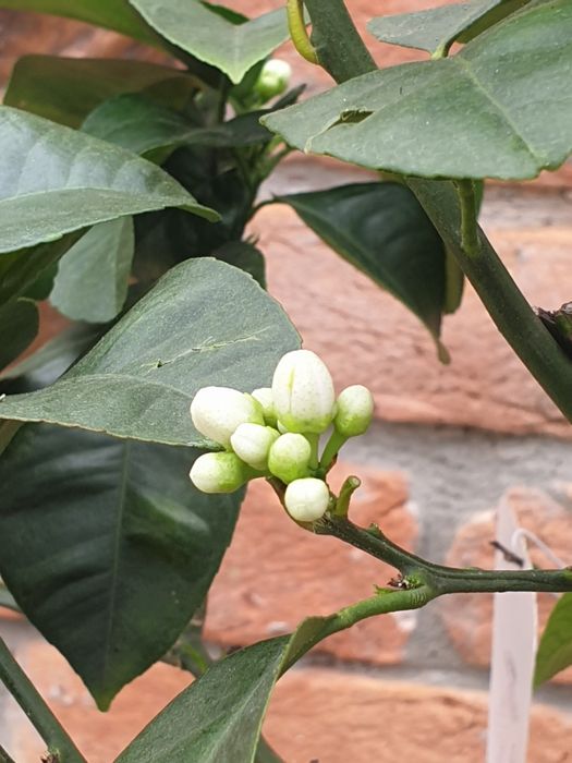 Portocal rosu de Sicilia