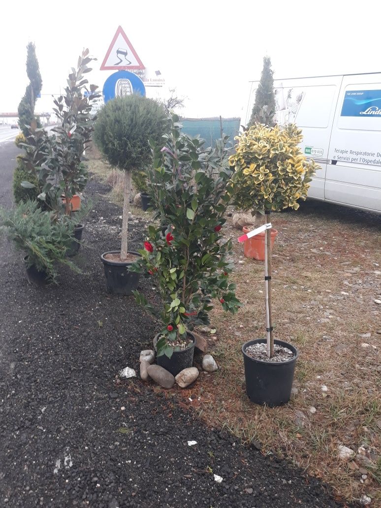 Plante ornamentale Tuia smarald pin mesteacăn magnolie