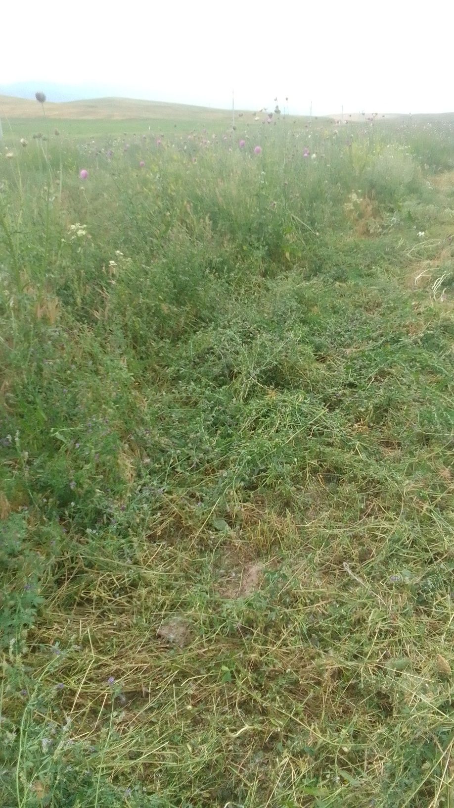 Сена шөп сатылады