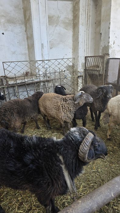 Tqgallar tez va arzon narxda sotiladi