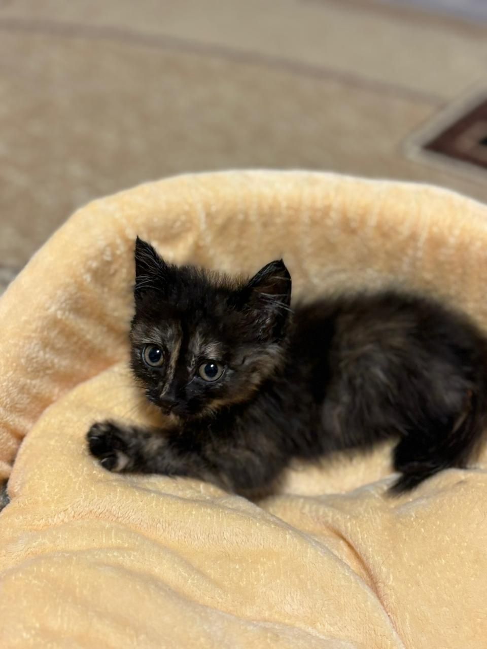кОтяТа в ЛюбЯщие ручки