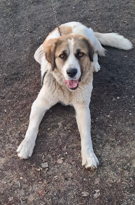 Продам собаку Төбет девочка