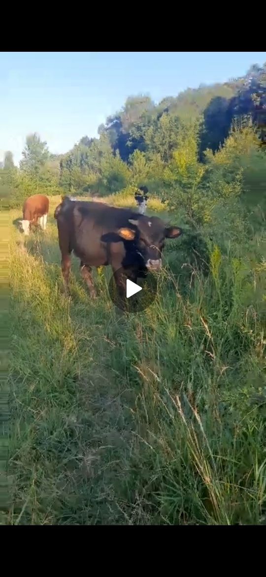 Vând 6 tăurasi vârsta 8luni și 1an jumătate
