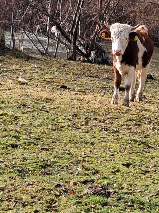 Vind tauras pt monta