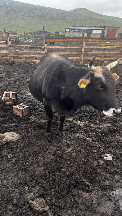 Сиыр сатылады согымга