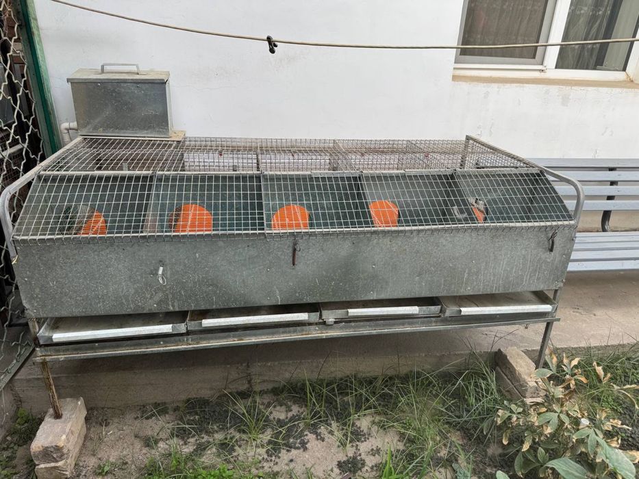 Quyon qafas | куён кафас