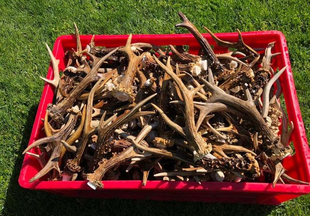 единични рога от сръндак