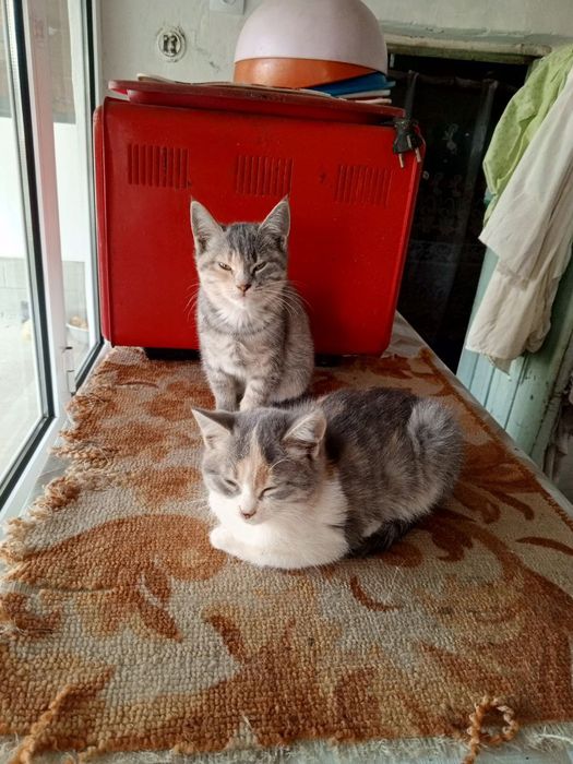 Котята маленькие милые