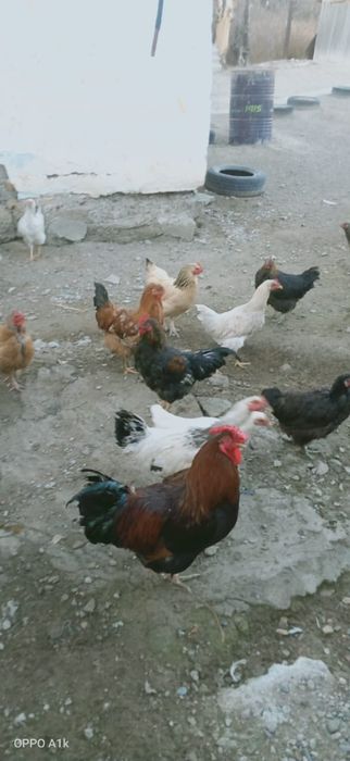 Петухи продаю о цене по телефону