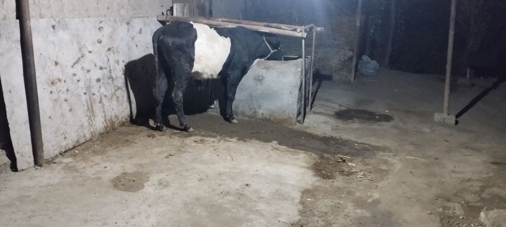 Uyda boqilayotgan novvos sotiladi, yeb ichishi sogʻliklari zoʻr,
