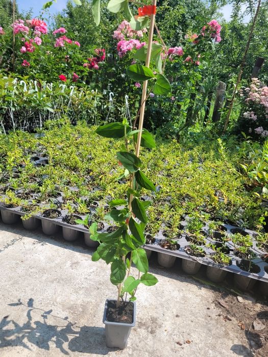 Caprifoi Red World - Mana Maicii Domnului, Lonicera japonica